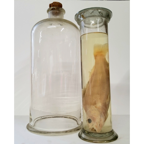 70 - Natural History - an early 20th century wet specimen of a fish and a hand blown Victorian apothecary... 