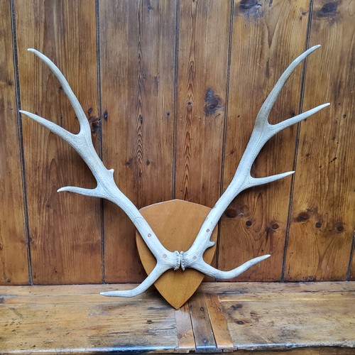 5 - Taxidermy - a set of stag antlers, eight points, shield back, 97cm long