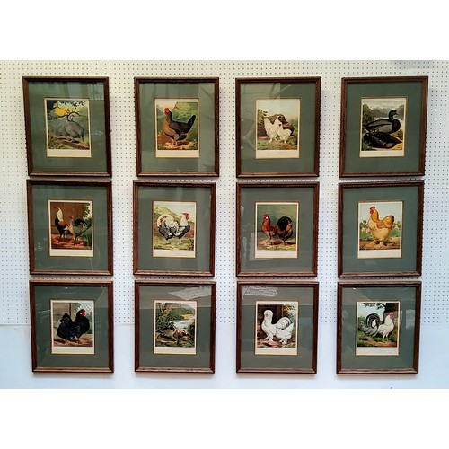 21 - An impressive set of twelve Victorian farmhouse kitchen chromolithography poultry related framed boo... 