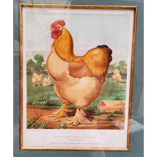 21 - An impressive set of twelve Victorian farmhouse kitchen chromolithography poultry related framed boo... 