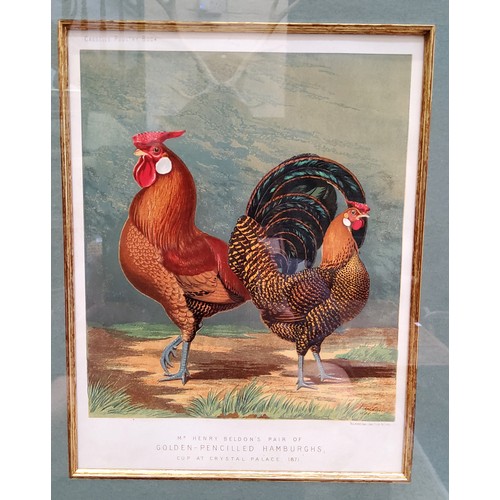 21 - An impressive set of twelve Victorian farmhouse kitchen chromolithography poultry related framed boo... 