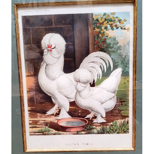 21 - An impressive set of twelve Victorian farmhouse kitchen chromolithography poultry related framed boo... 