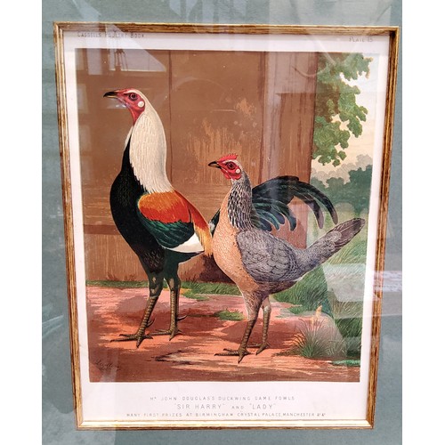 21 - An impressive set of twelve Victorian farmhouse kitchen chromolithography poultry related framed boo... 