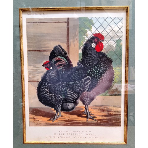 21 - An impressive set of twelve Victorian farmhouse kitchen chromolithography poultry related framed boo... 