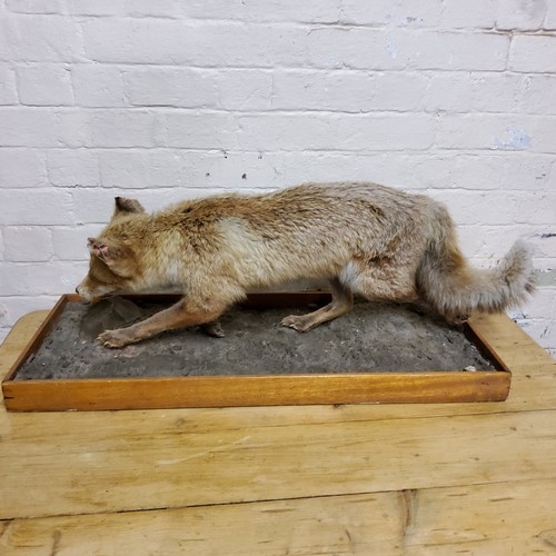 177A - Taxidermy - a dog fox,  running,  naturalistic base.