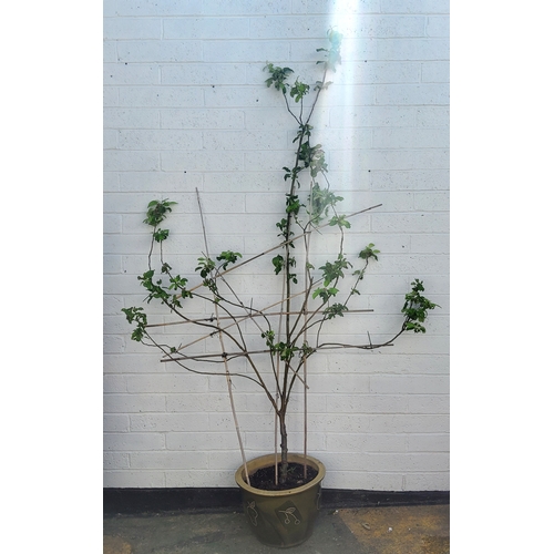 408 - A mature 10ft tall apple tree in large planter