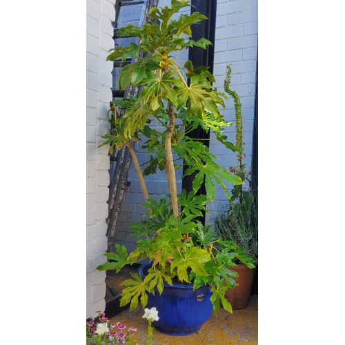 413 - A large mature castor oil plant in drip glazed blue planter