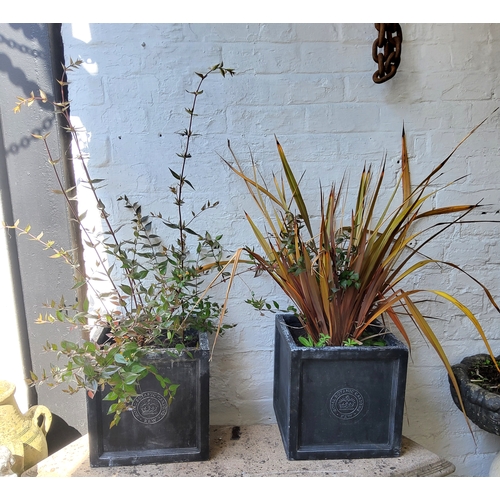 416 - A pair of Kew Botanic Gardens faux lead square form planters with plants