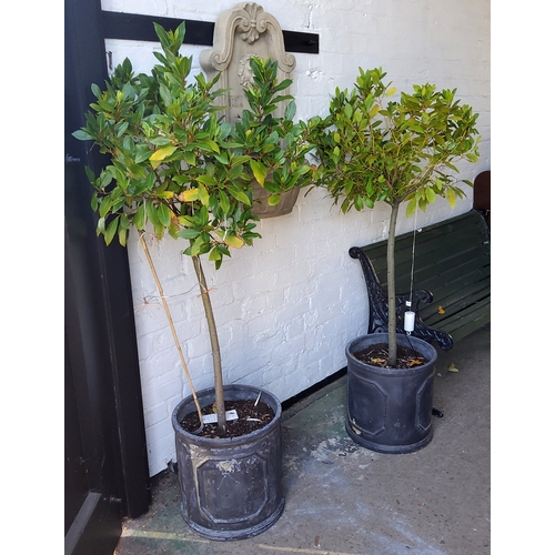 423 - A pair of mature Bay trees in faux lead planters, each approximately 5ft tall