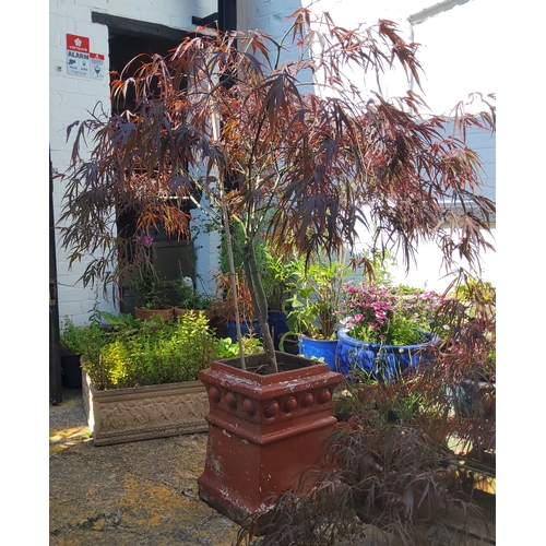 425 - A mature Red Acer in chimney pot