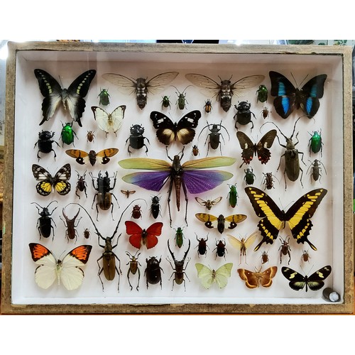 451 - Entomology - Natural History - a cased display of beetles, insects and butterflies including etc