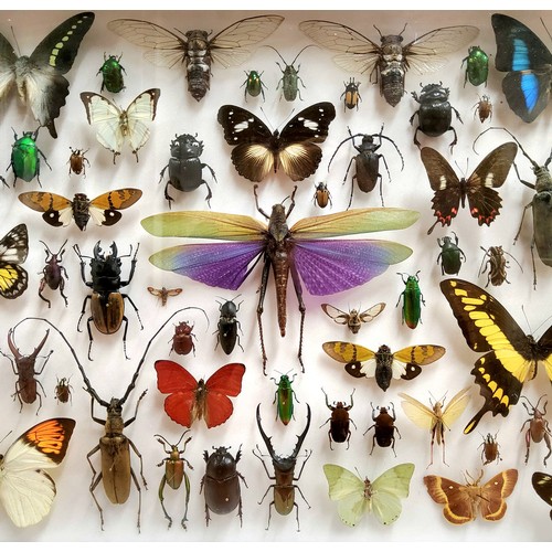 451 - Entomology - Natural History - a cased display of beetles, insects and butterflies including etc