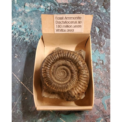 316 - Palaeontology - a ammonite fossil, 5cm diam, 180 milliion years, Whitby area