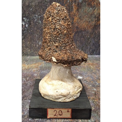 668 - Natural History - Mycology - a painted model of fungus specimen, mounted for display, 17.5cm high