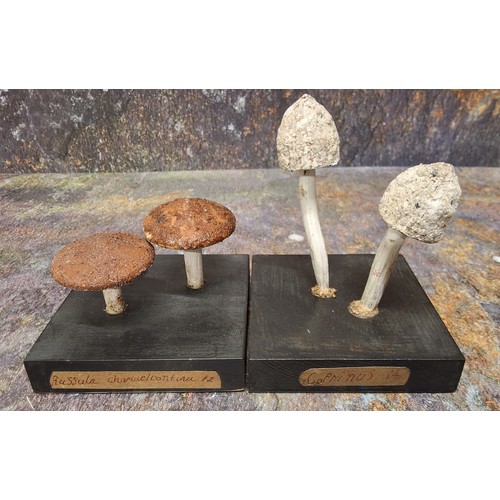 674 - Natural History - Mycology - a painted model of two fungus specimens, mounted for display, 7.5cm hig... 