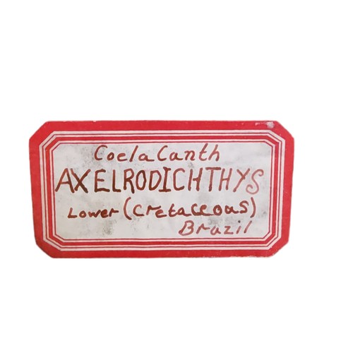 689 - Natural History - a substantial fossil cast, plaque marked 'Coela Canth AXELRODICHTHYS Lower (Cretac... 