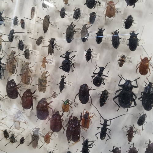 80 - Entomology - two cushioned display cases with various beetles specimens