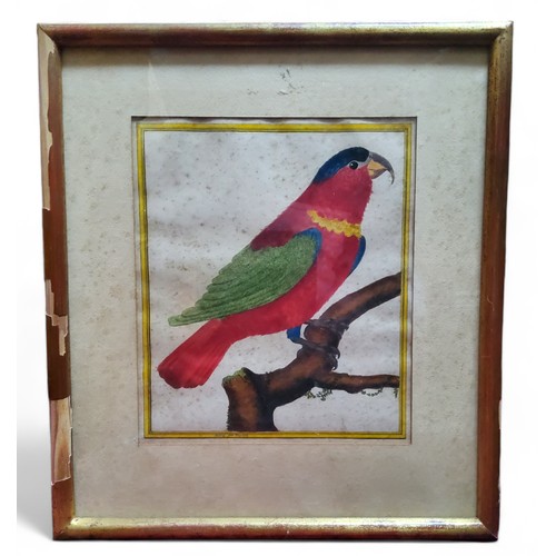 464 - Ornithology - An early 19th century French hand-coloured observational study of a parrot, inscribed ... 