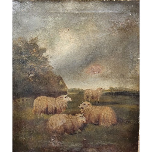 489 - English School, 19th century, Sheep Resting, oil on canvas, 56cm x 46cm