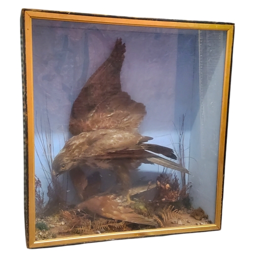 586 - Taxidermy - a late Victorian cased common Buzzard (Buteo buteo), full mount adult with prey underfoo... 