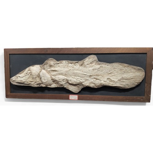 570 - Natural History - Palaeontology - a cast of a Prehistoric fossil, Axelrodichthys, Lower (Cretaceous)... 