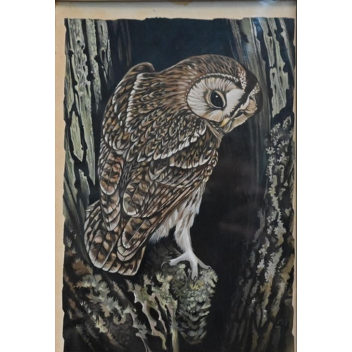 341 - David Pratt - Tawny owl, gouache, 27 x 19 cm