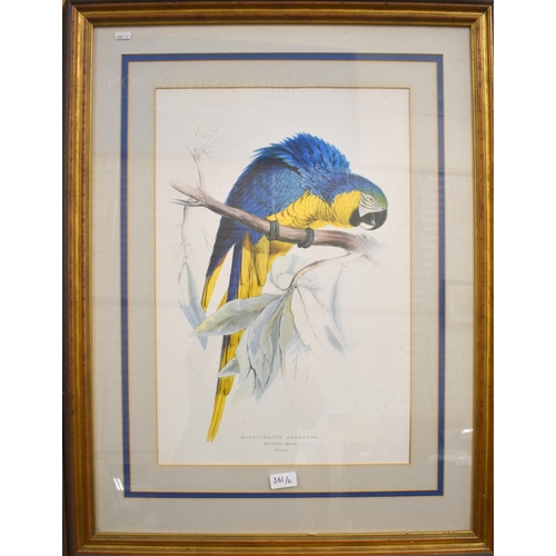 361 - A pair of parrot prints 'Macrocerus Aracanga' - Red and yellow maccaw and Blue and yellow maccaw, 55... 