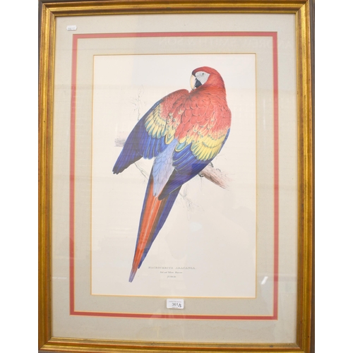 361 - A pair of parrot prints 'Macrocerus Aracanga' - Red and yellow maccaw and Blue and yellow maccaw, 55... 