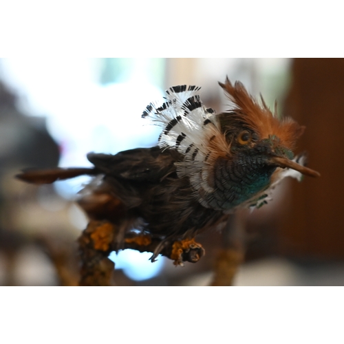 550 - Taxidermy - Victorian arrangement of exotic birds in naturalistic setting with dried grass, under a ... 