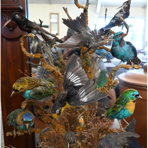 550 - Taxidermy - Victorian arrangement of exotic birds in naturalistic setting with dried grass, under a ... 