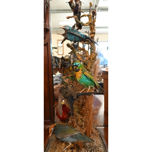 550 - Taxidermy - Victorian arrangement of exotic birds in naturalistic setting with dried grass, under a ... 