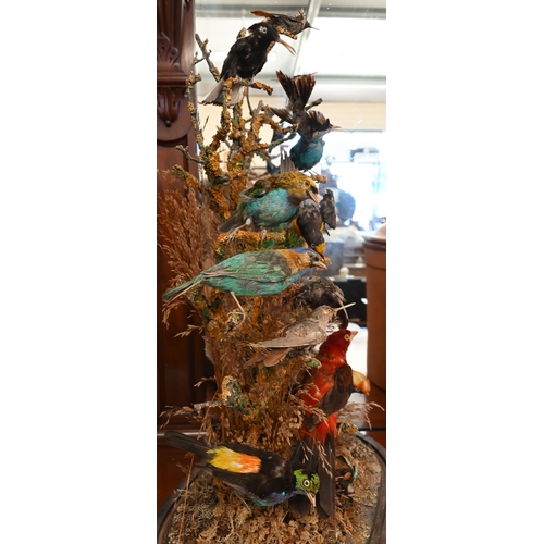 550 - Taxidermy - Victorian arrangement of exotic birds in naturalistic setting with dried grass, under a ... 