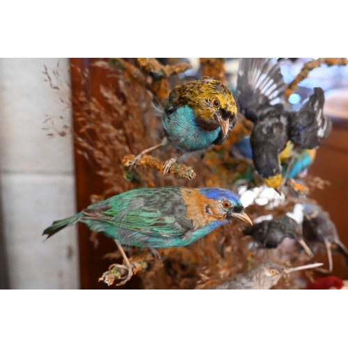 550 - Taxidermy - Victorian arrangement of exotic birds in naturalistic setting with dried grass, under a ... 