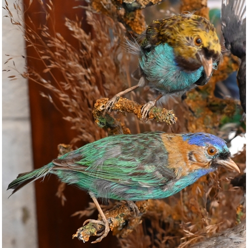 550 - Taxidermy - Victorian arrangement of exotic birds in naturalistic setting with dried grass, under a ... 