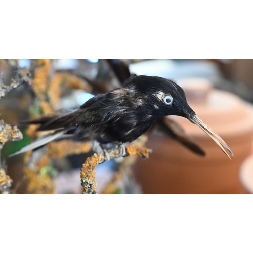 550 - Taxidermy - Victorian arrangement of exotic birds in naturalistic setting with dried grass, under a ... 