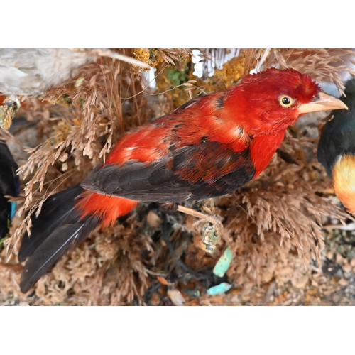 550 - Taxidermy - Victorian arrangement of exotic birds in naturalistic setting with dried grass, under a ... 