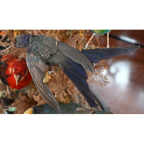 550 - Taxidermy - Victorian arrangement of exotic birds in naturalistic setting with dried grass, under a ... 