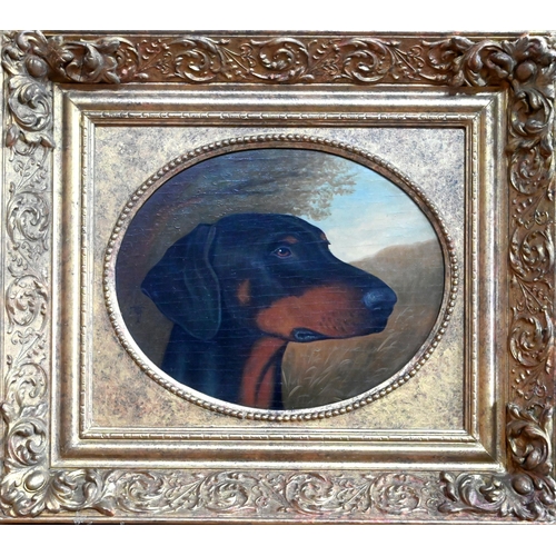 564 - 19th century English school - Study of a black and tan hound, oil on panel, signed with monogram, 19... 