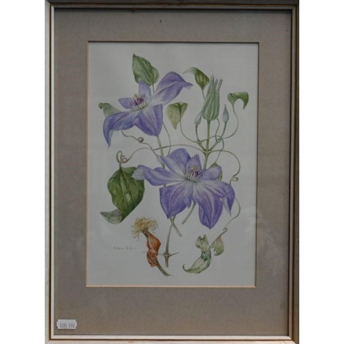 622 - Patricia Dale - Four botanical watercolour studies, 'The Edge of Winter', 'Clematis W E Gladstone', ... 