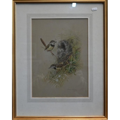 623 - Simon Calburn (1938-1992) - Black chested Prinias (South African), watercolour, signed and dated 197... 