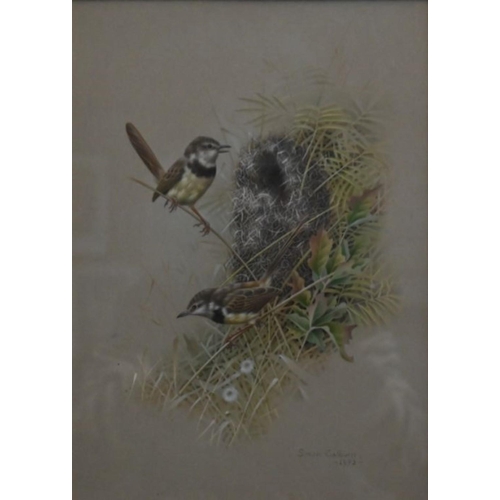 623 - Simon Calburn (1938-1992) - Black chested Prinias (South African), watercolour, signed and dated 197... 