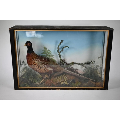 933 - A vintage taxidermy cock pheasant within a naturalistic setting in glazed case