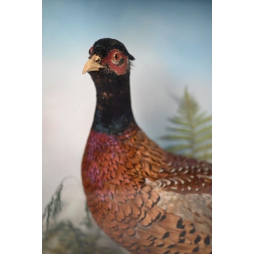 933 - A vintage taxidermy cock pheasant within a naturalistic setting in glazed case