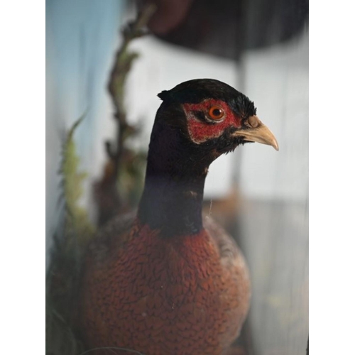 933 - A vintage taxidermy cock pheasant within a naturalistic setting in glazed case