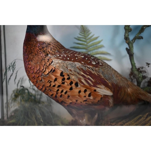 933 - A vintage taxidermy cock pheasant within a naturalistic setting in glazed case