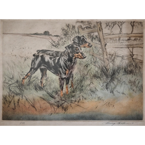 321 - After Henry Wilkinson - Dobermen on point, coloured etching ltd ed 1/150, pencil signed to margin, 2... 