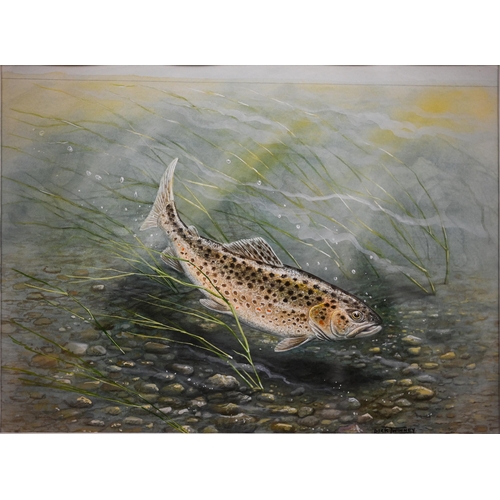 341 - Dick Twinney - 'Rippling Waters', brown trout on river bed, watercolour, signed, 23.5 x 32 cm to/w A... 