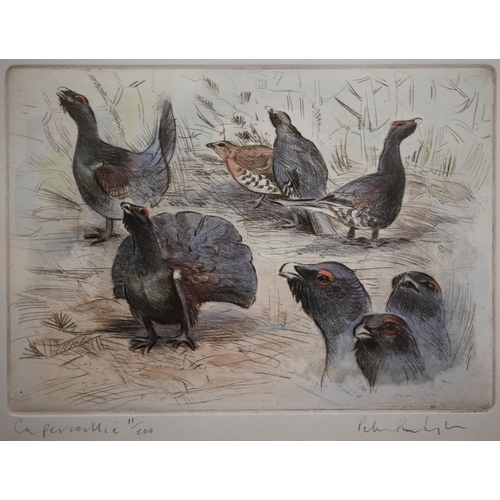 343 - After J C Harrison - 'Curling Cock', print, pencil signed, pub Tryon Gallery, 48 x 36 cm; and Peter ... 