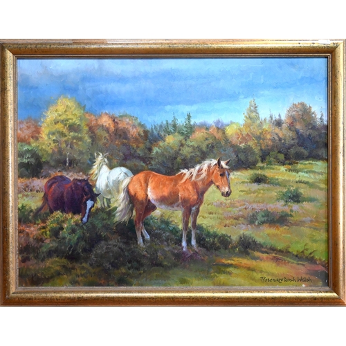 681 - Rosemary Sarah Welsh (b 1946) - Ponies in a paddock, oil on canvas, signed lower right, 44 x 60 cm