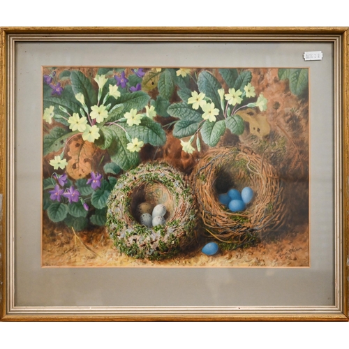 316 - J Clapham - A watercolour study of two bird nests with eggs nestled amongst primroses, signed, 25 x ... 